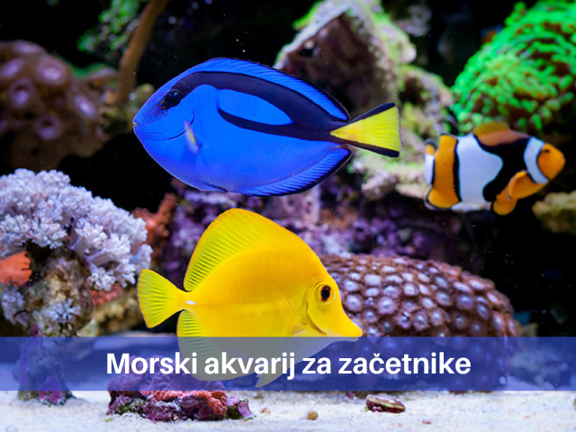 Morski akvarij za začetnike